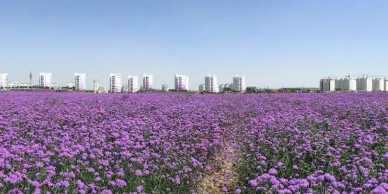 金昌市十里花海景区 - 星际高球联盟-中国精英人士高尔夫旅游度假实景