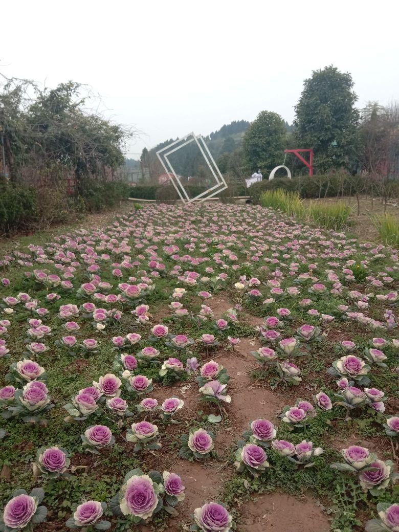悦缘花谷 - 星际高球联盟-中国精英人士高尔夫旅游度假实景