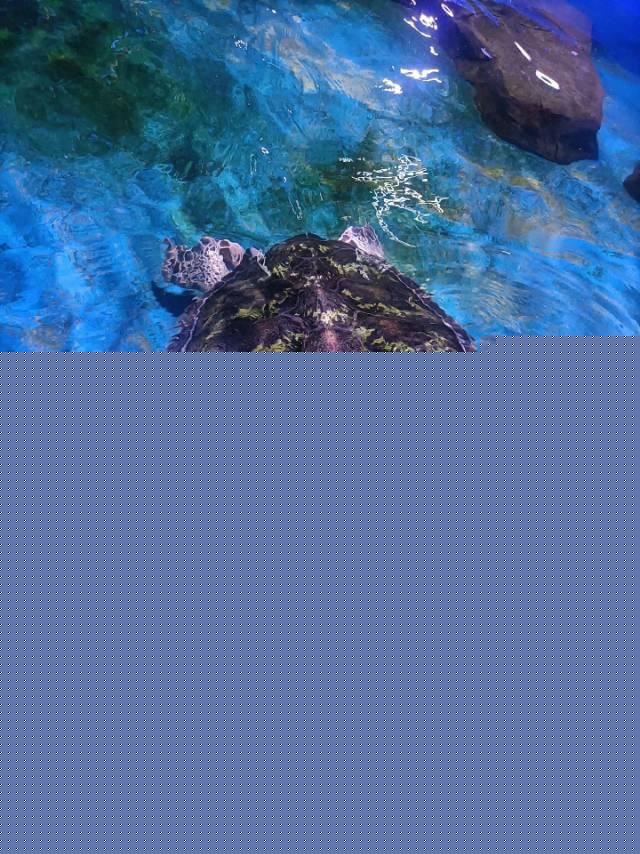 许昌海洋馆 - 星际高球联盟-中国精英人士高尔夫旅游度假实景