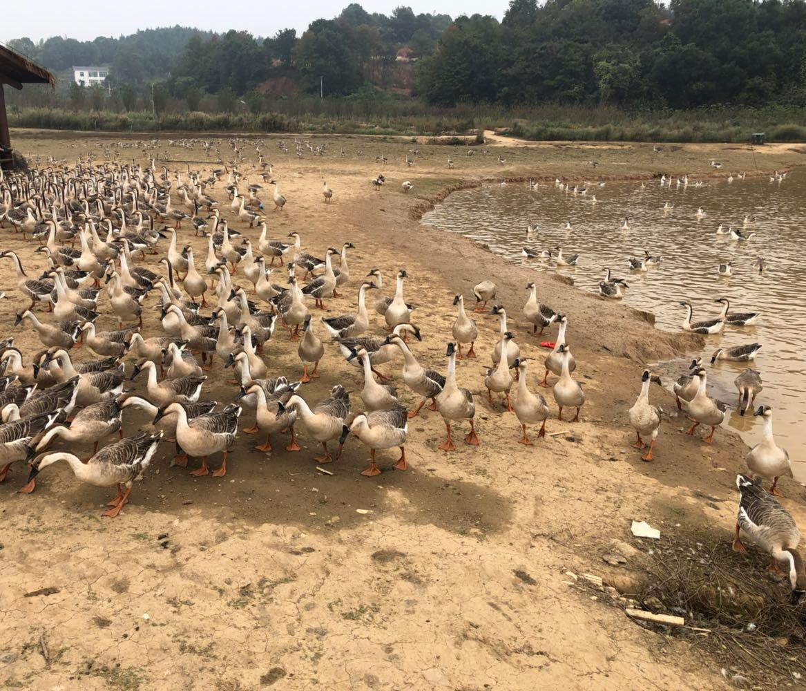 株洲鸿雁公园 - 星际高球联盟-中国精英人士高尔夫旅游度假实景