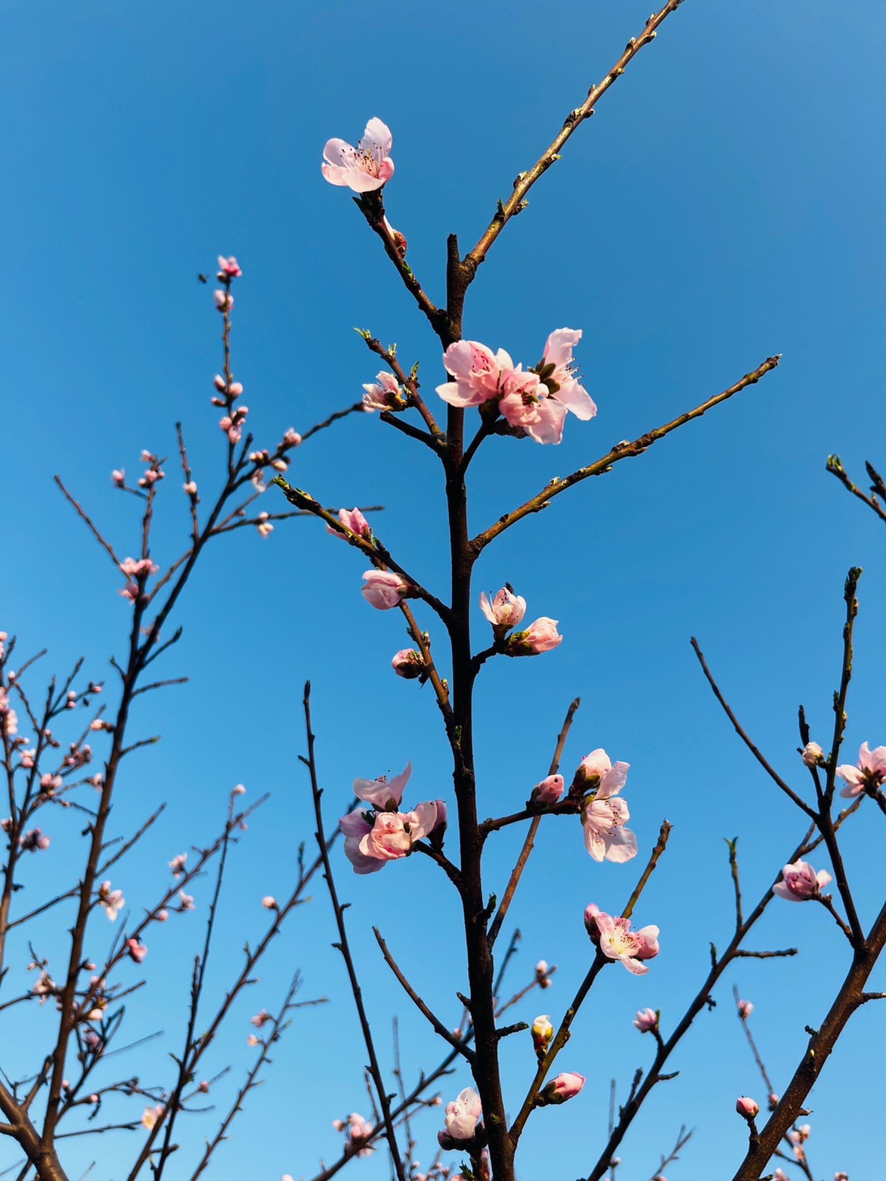 襄阳樊城一号公路七彩油菜花海 - 星际高球联盟-中国精英人士高尔夫旅游度假实景