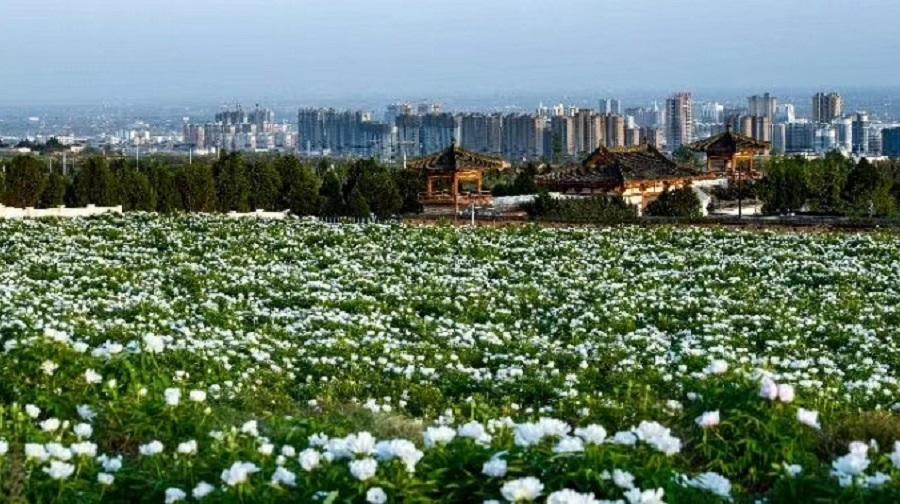 乾陵大唐牡丹园 - 星际高球联盟-中国精英人士高尔夫旅游度假实景