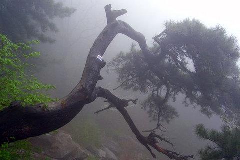 天烛峰 - 星际高球联盟-中国精英人士高尔夫旅游度假实景