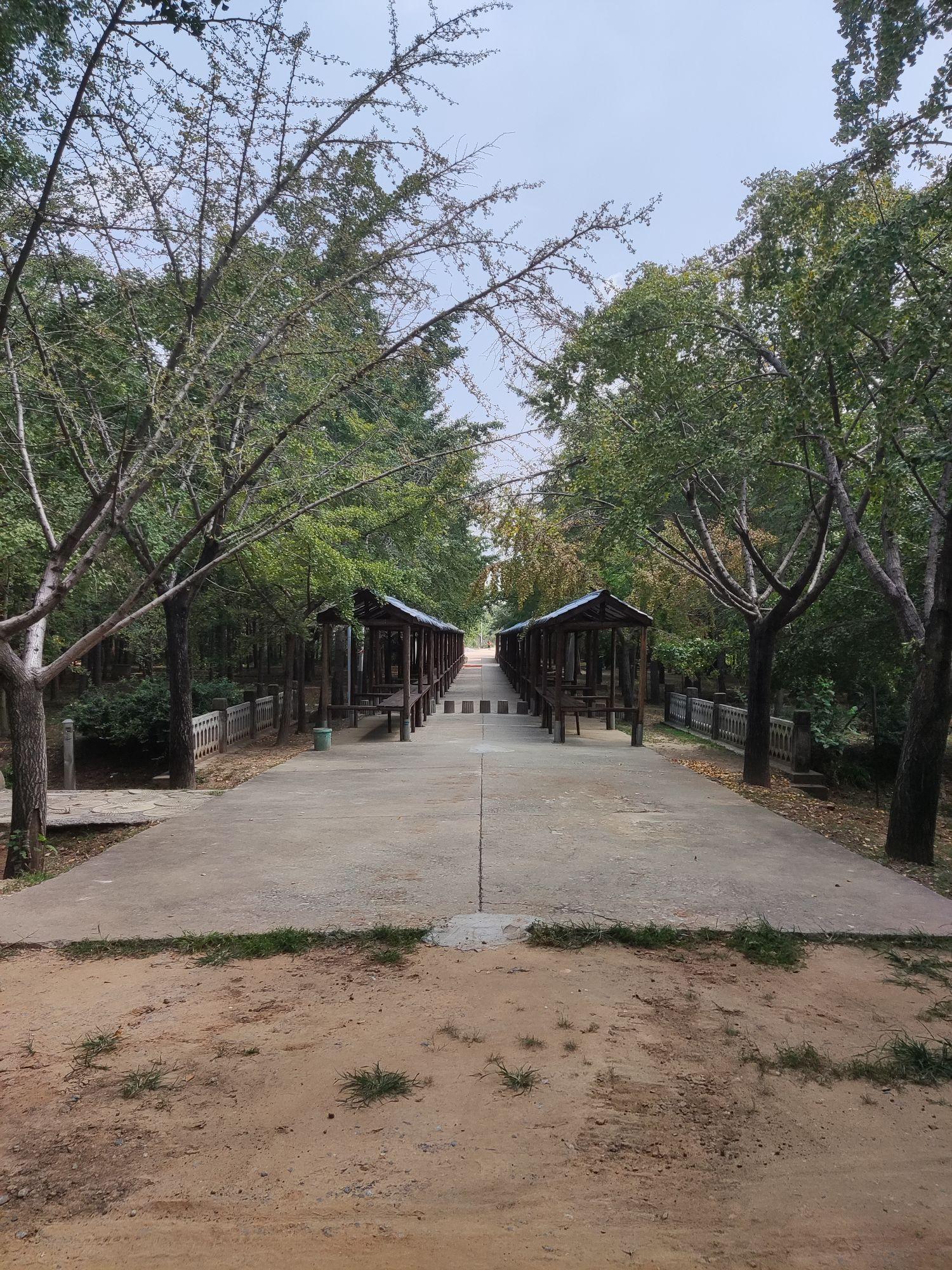 邳州银杏时光隧道景区 - 星际高球联盟-中国精英人士高尔夫旅游度假实景
