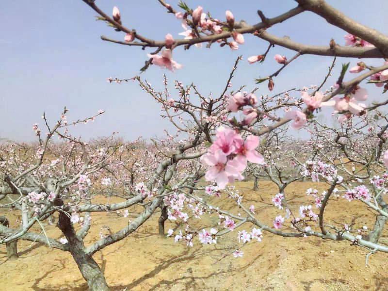 刘台桃花源景区 - 星际高球联盟-中国精英人士高尔夫旅游度假实景