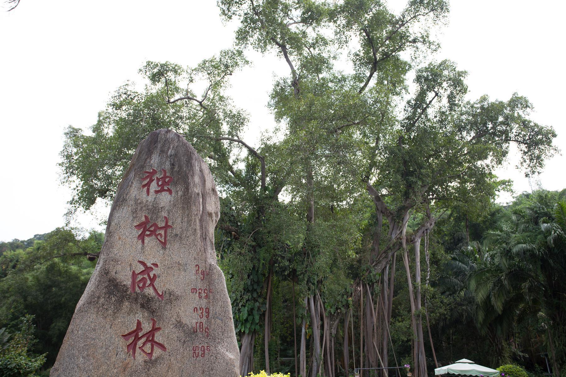 打洛独树成林风景区 - 星际高球联盟-中国精英人士高尔夫旅游度假实景